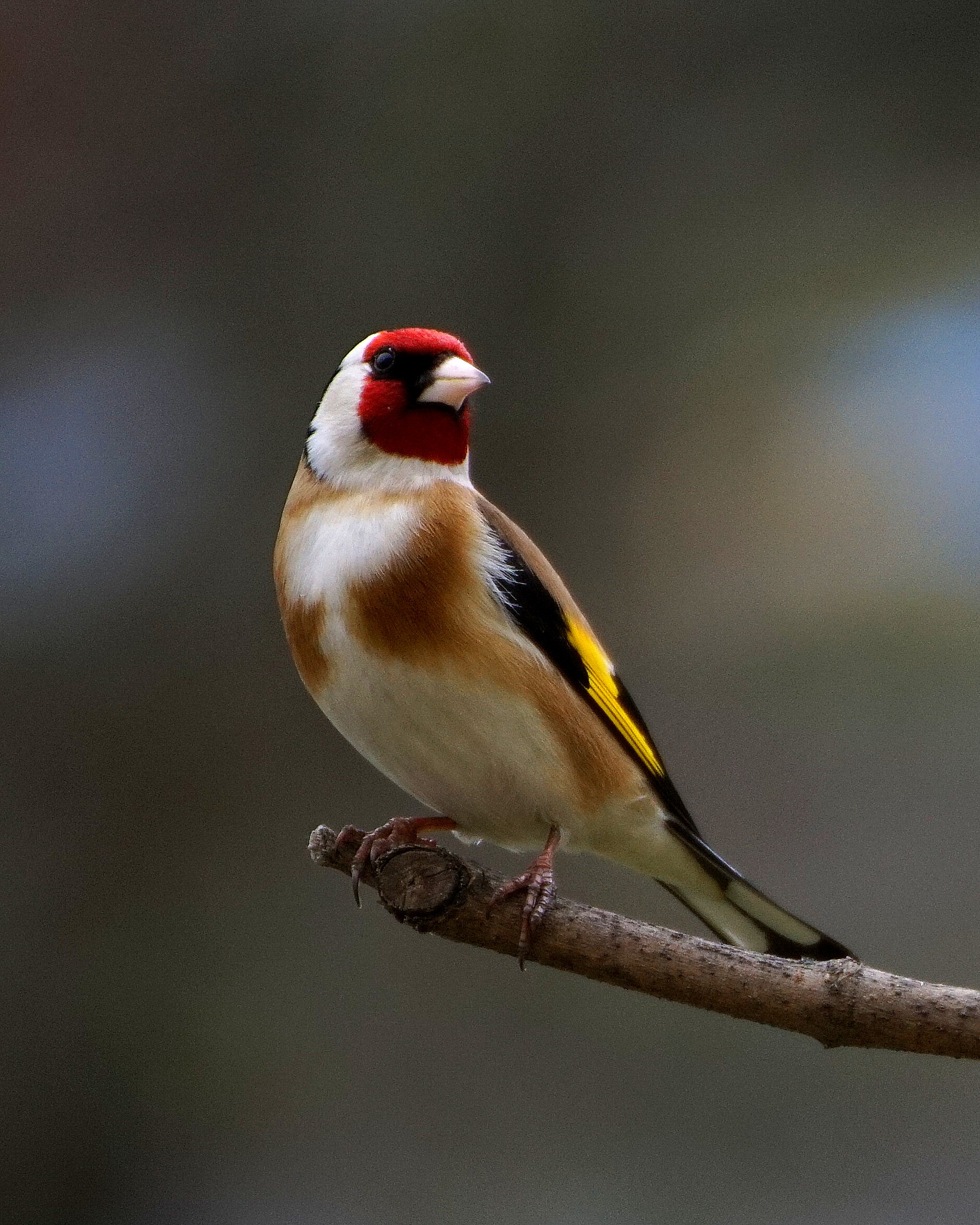 European goldfinch (the winner :-) )