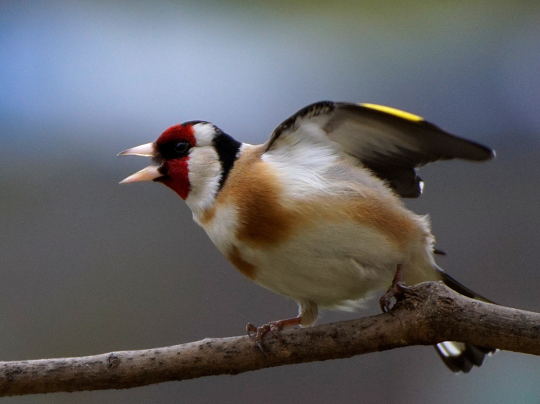 European golfdfinch (the fighter :-) )