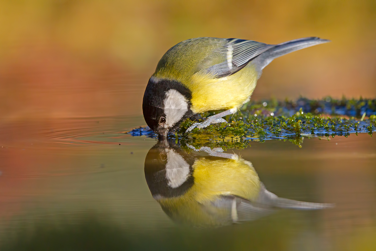 Great Tit