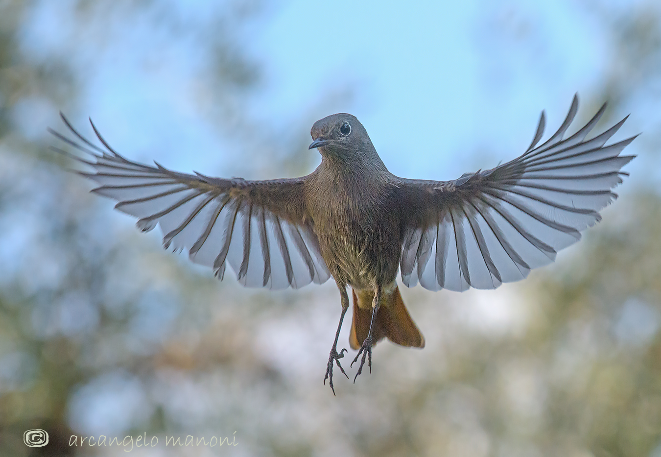 Volo alle prime luci del mattino