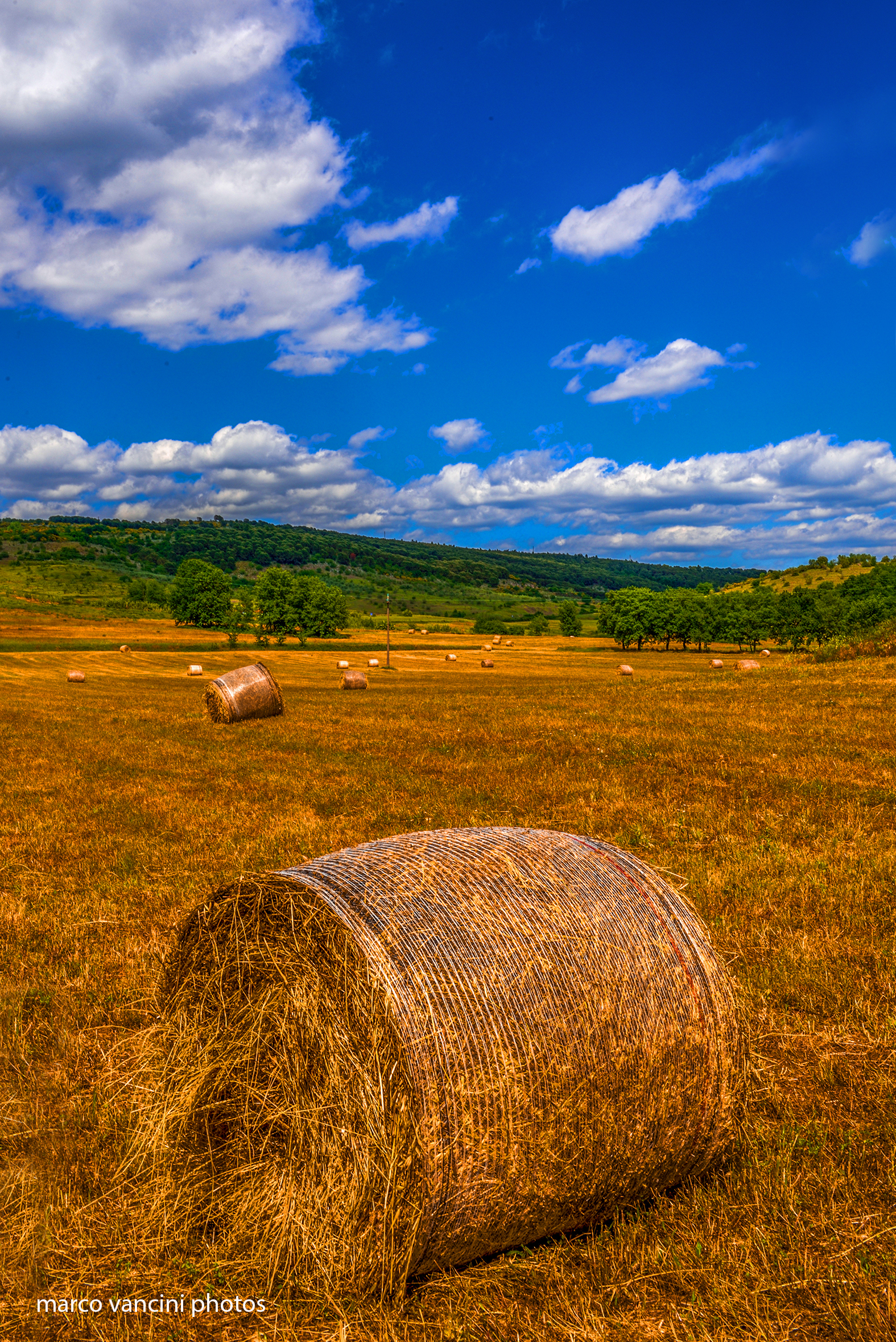In un campo di grano