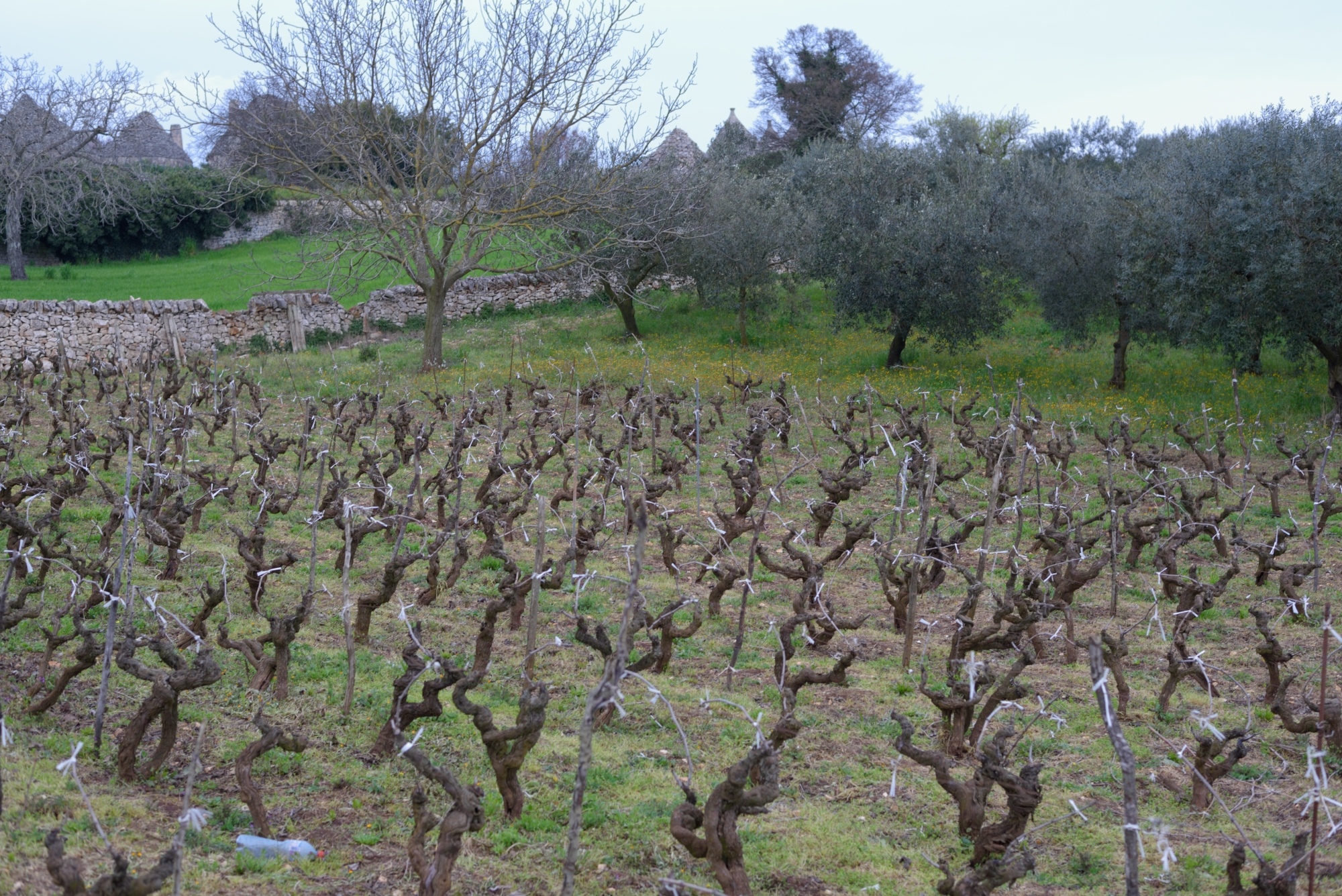 many trulli see? (Vineyards of Locorotondo)