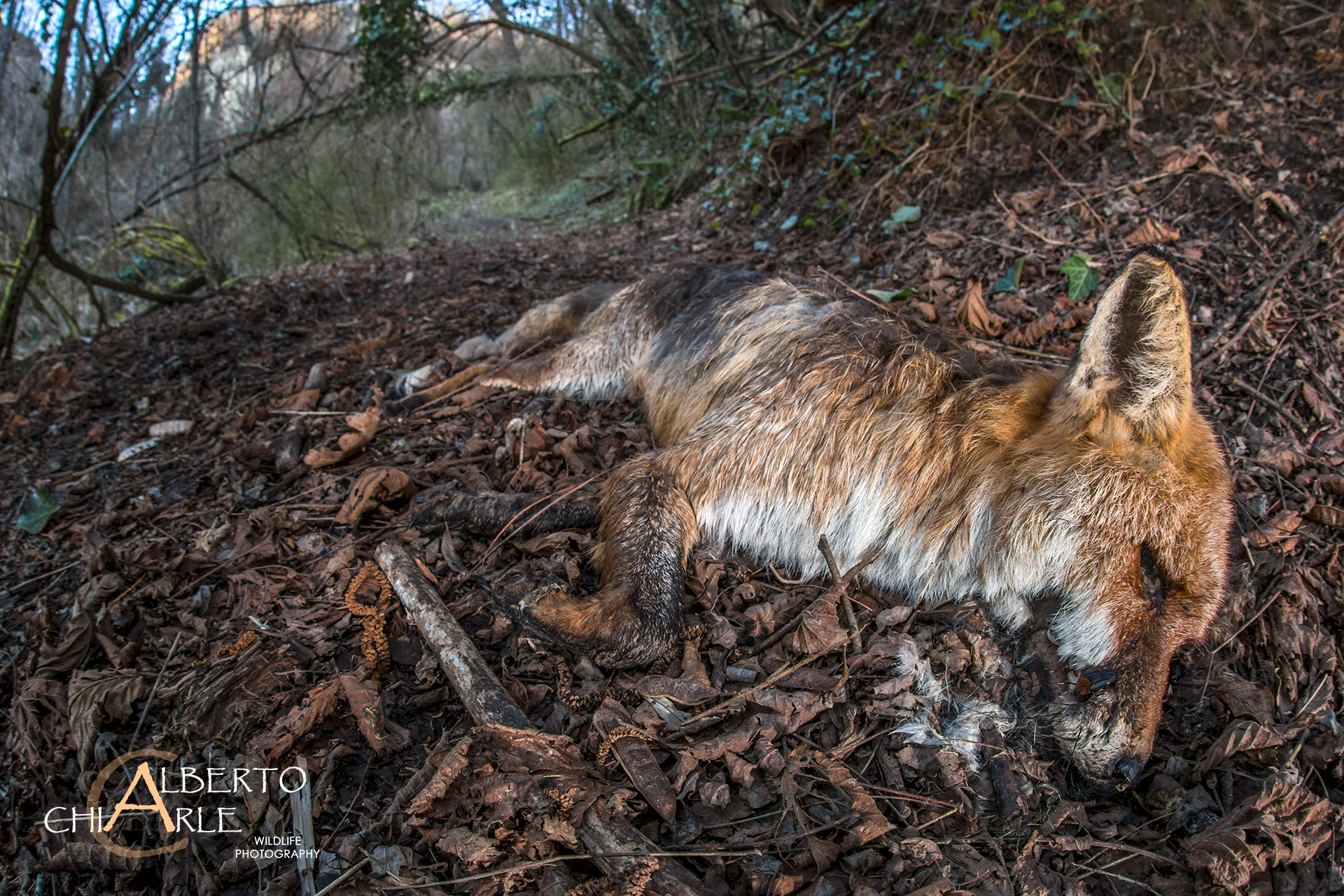 Triste incontro 1 - Volpe rossa (Vulpes vulpes)