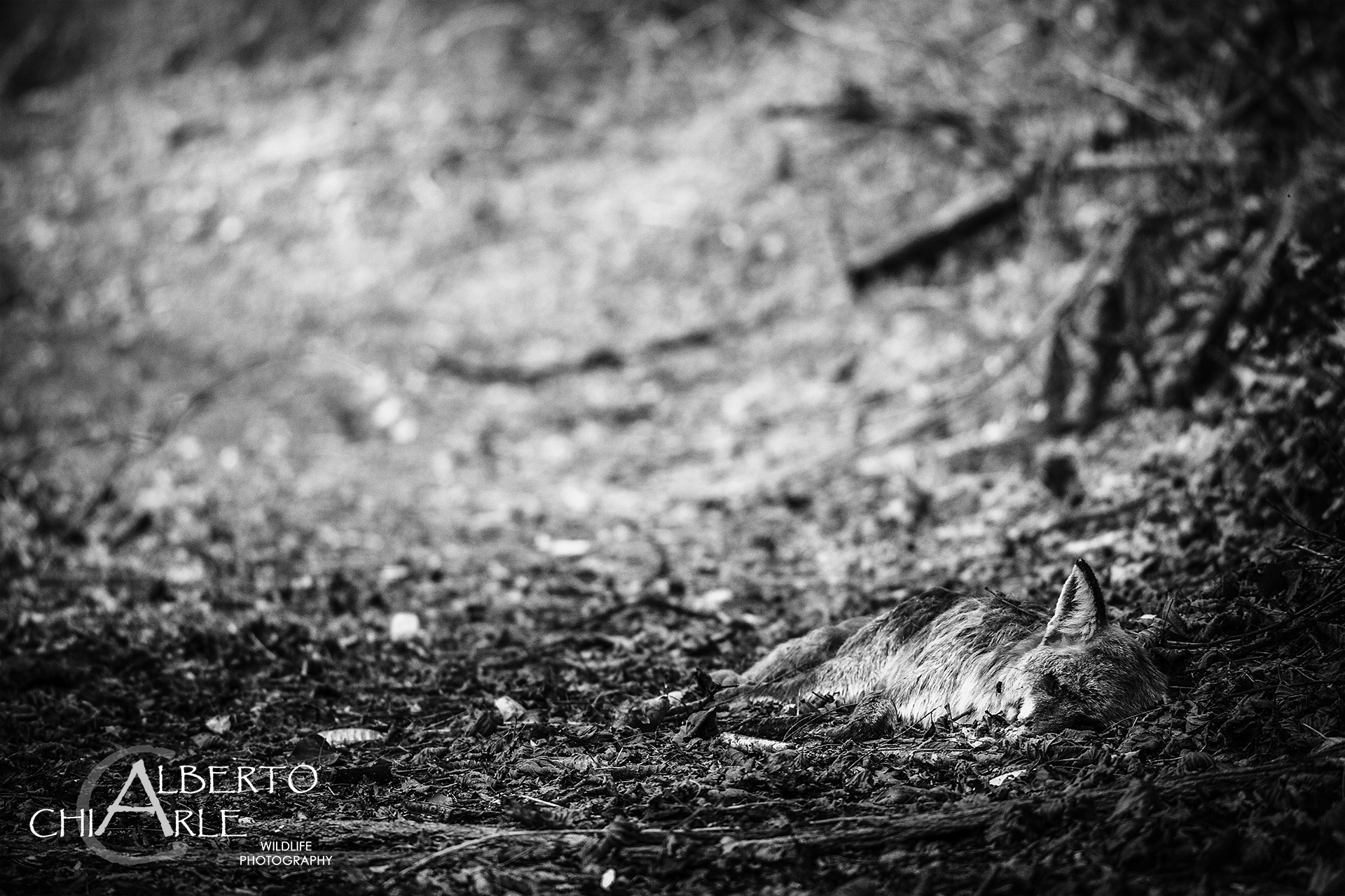 Triste incontro 2 - Volpe rossa (Vulpes vulpes)