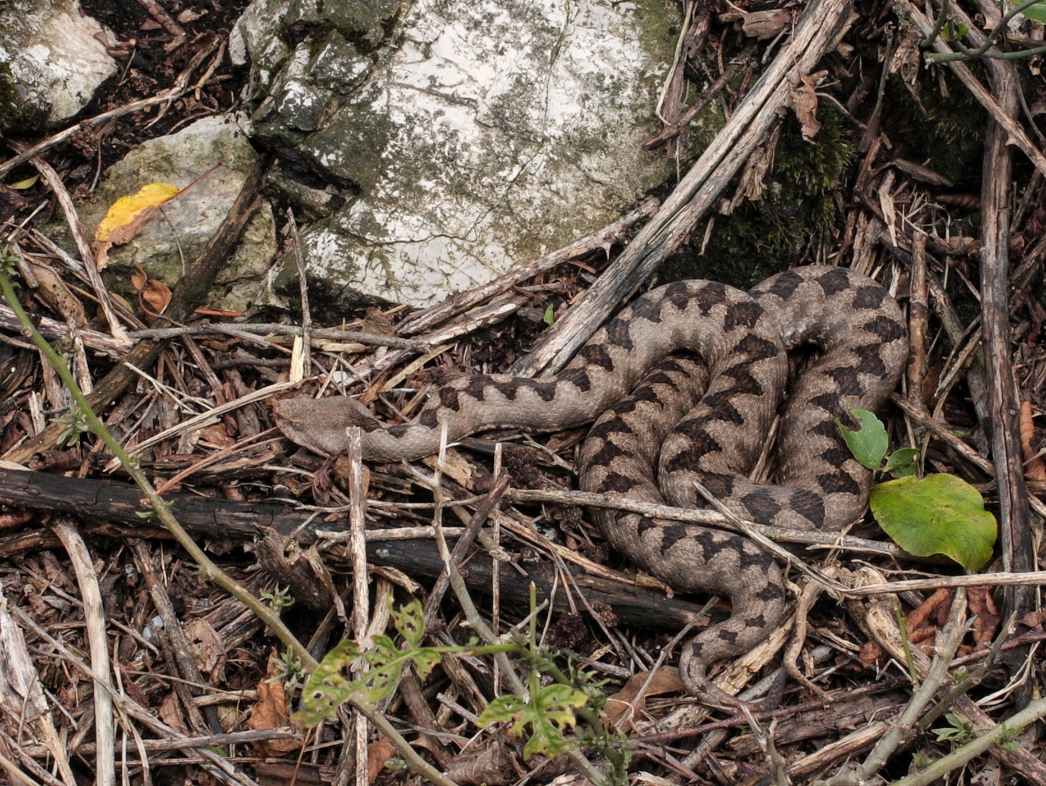 Vipera ammodytes