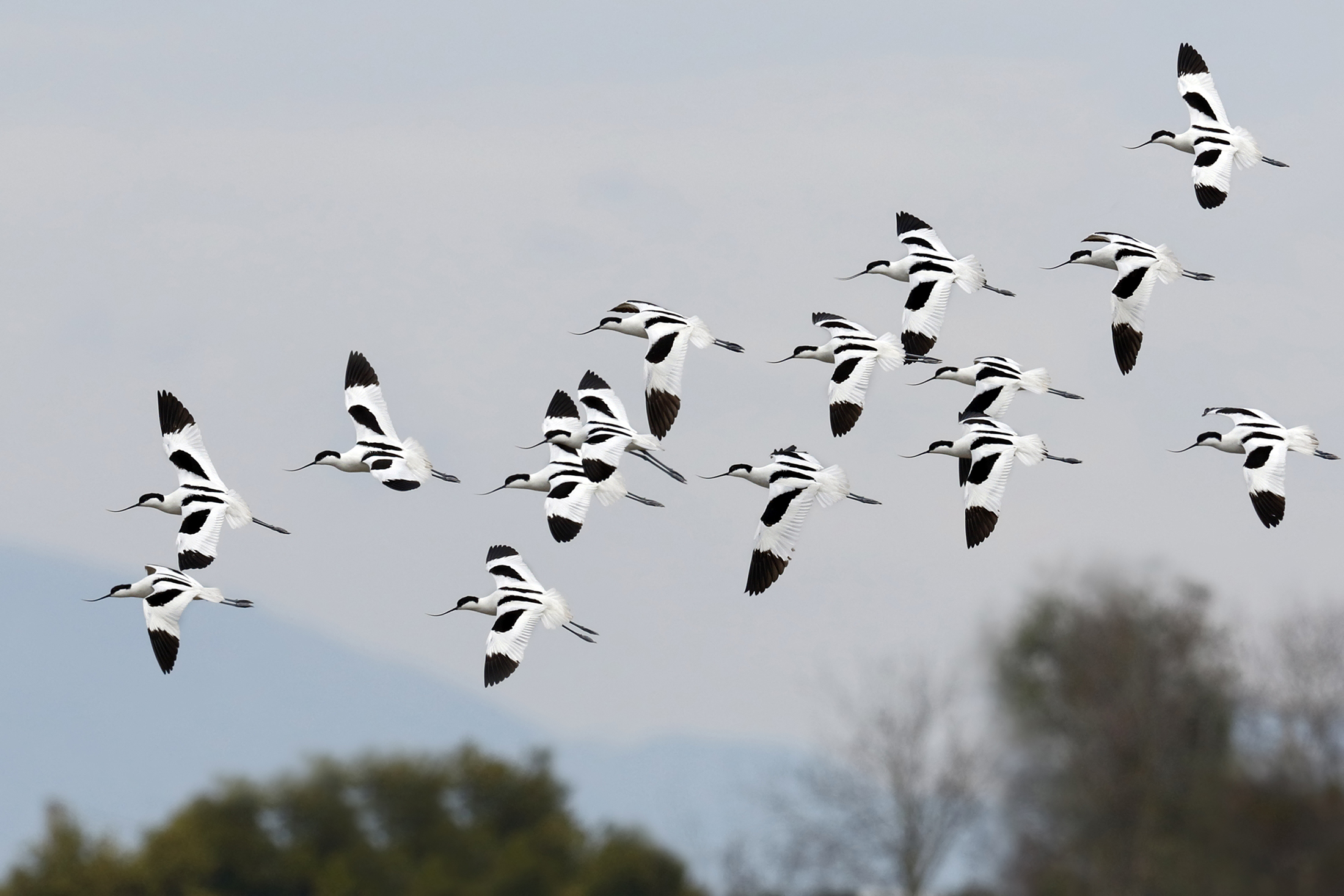 Avocette in manovra d'atterraggio