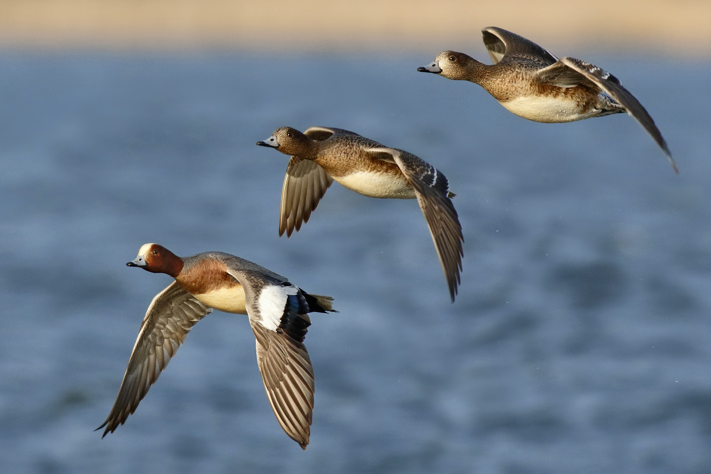 Widgeon flying in the sunset light