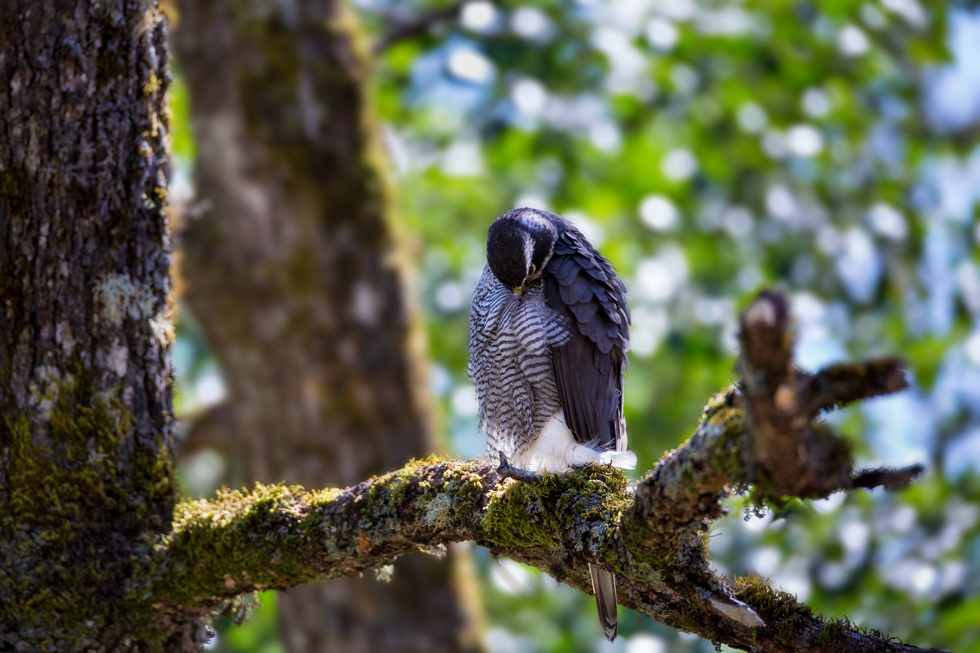 Sardinian goshawks