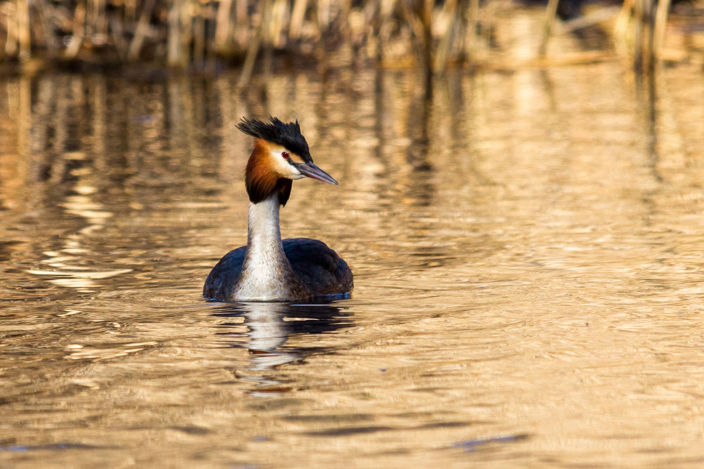 Great Crested Grebe