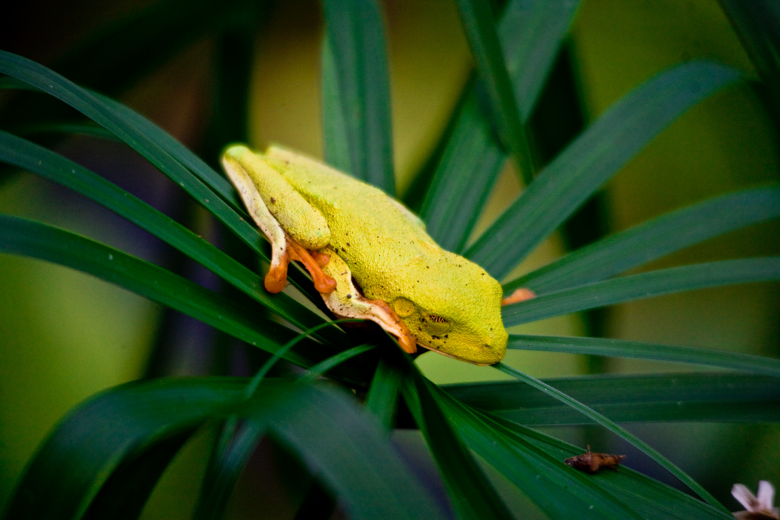 Panama - little frog