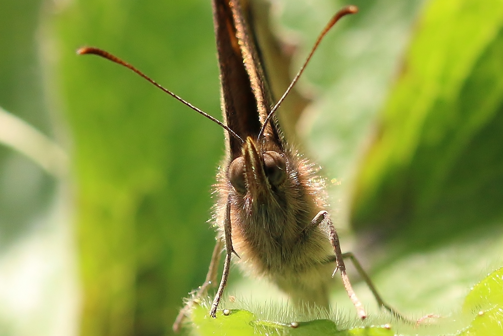 La bellezza di una farfalla??