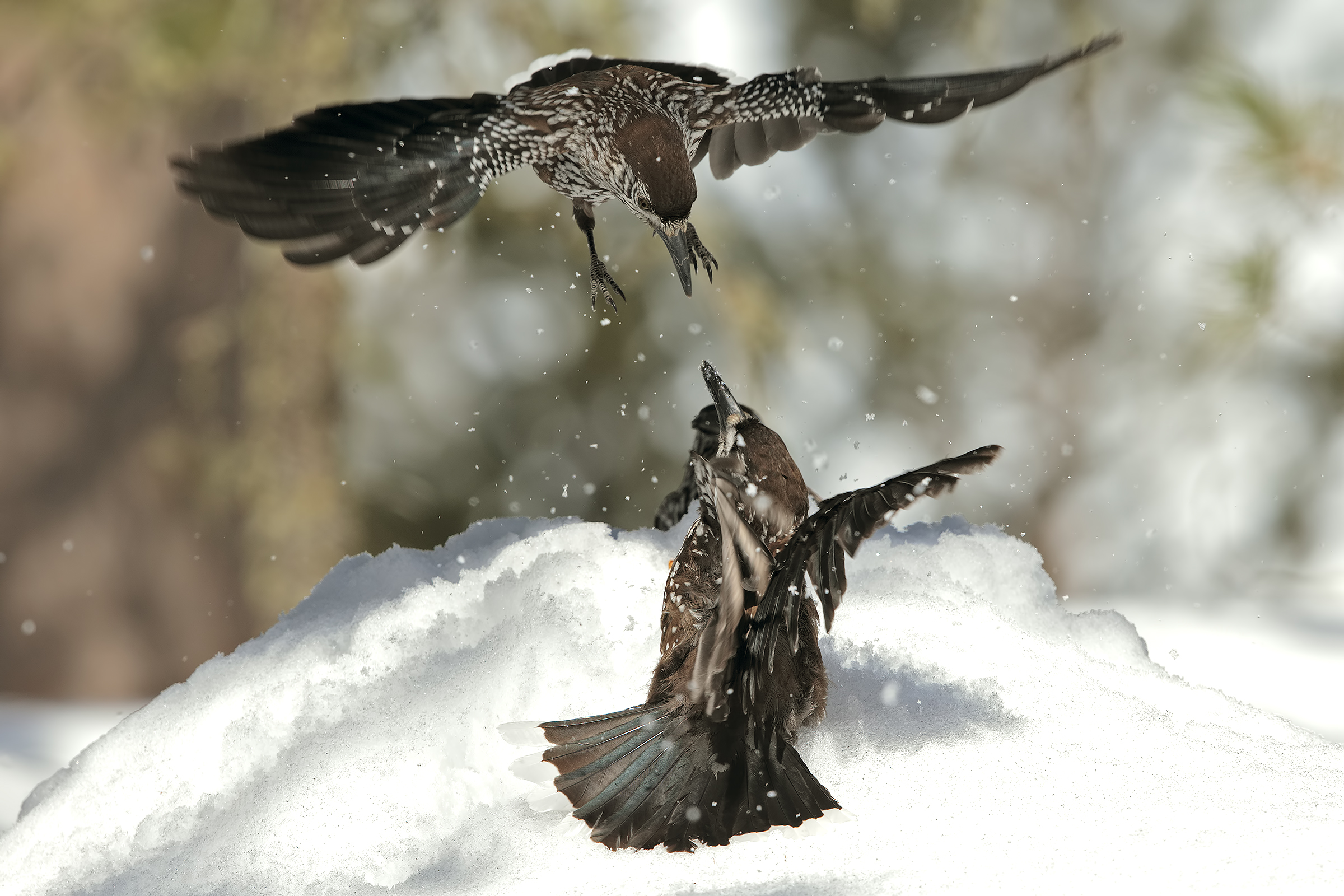 Nutcrackers fighting
