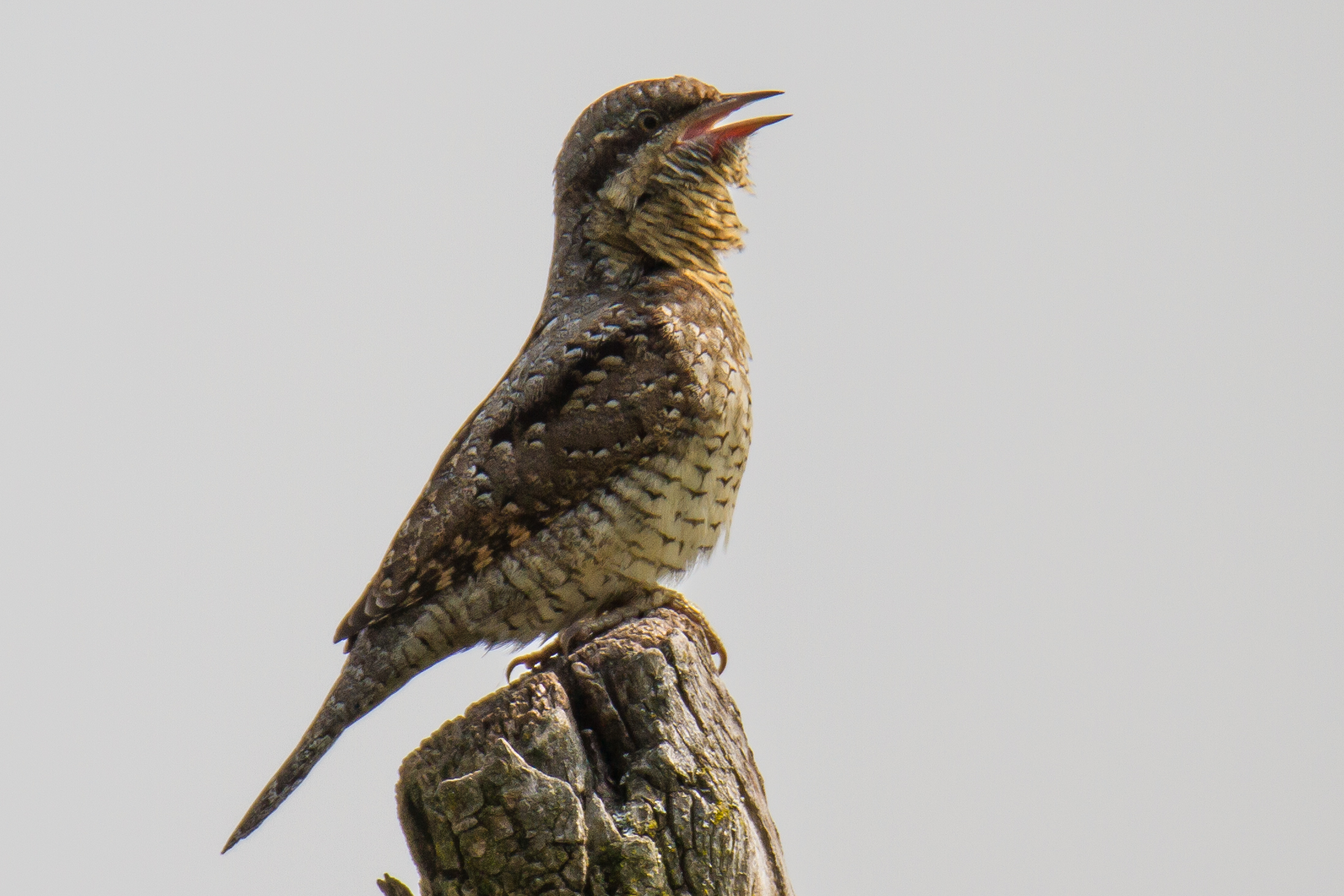 the return of torticollis