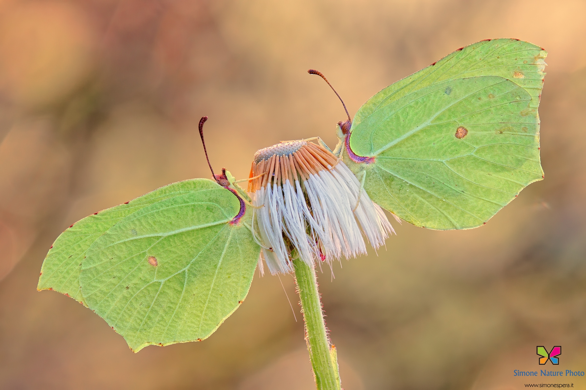 Gonepteryx Rhamni ²