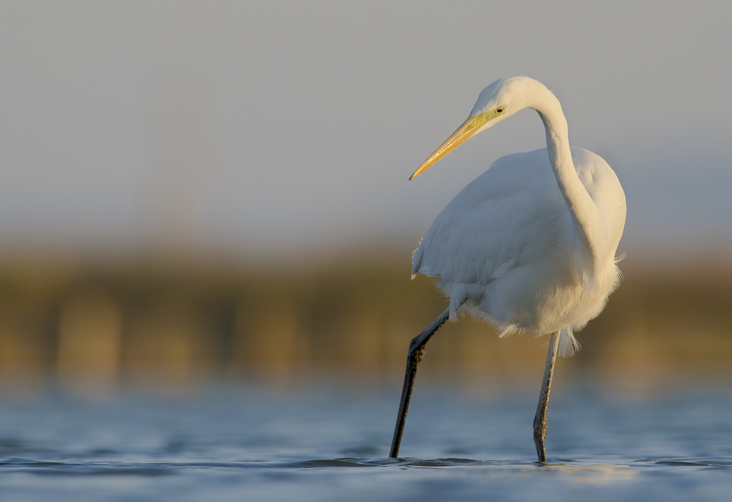Alla ricerca di qualche cibo