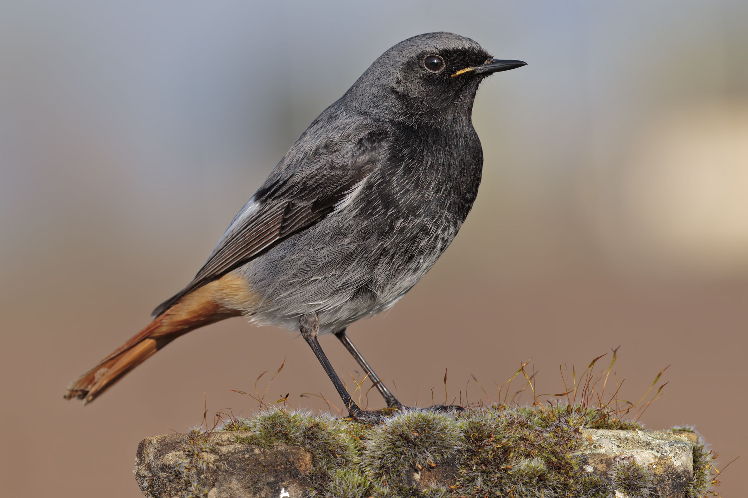 Chimney sweep Redstart