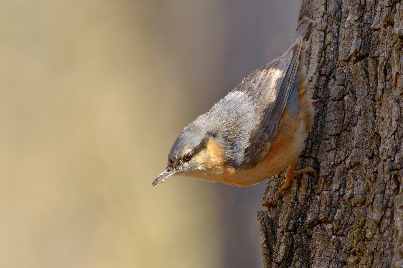 nuthatch