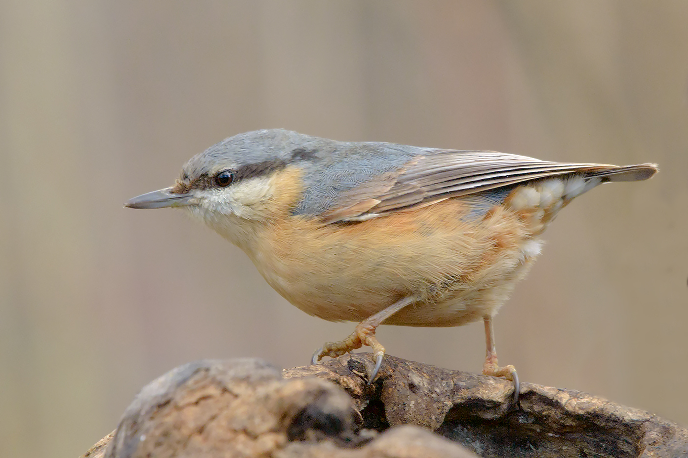 nuthatch