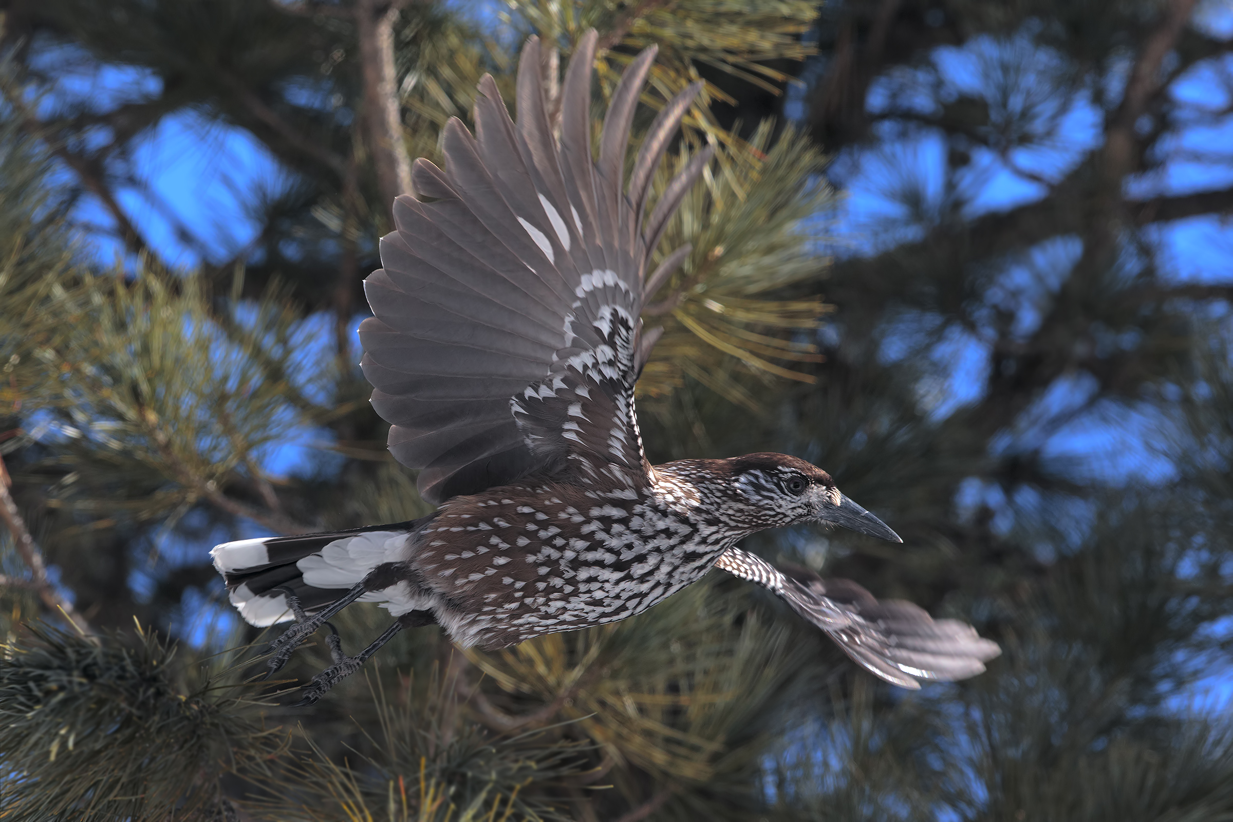 Detachment of the nutcracker