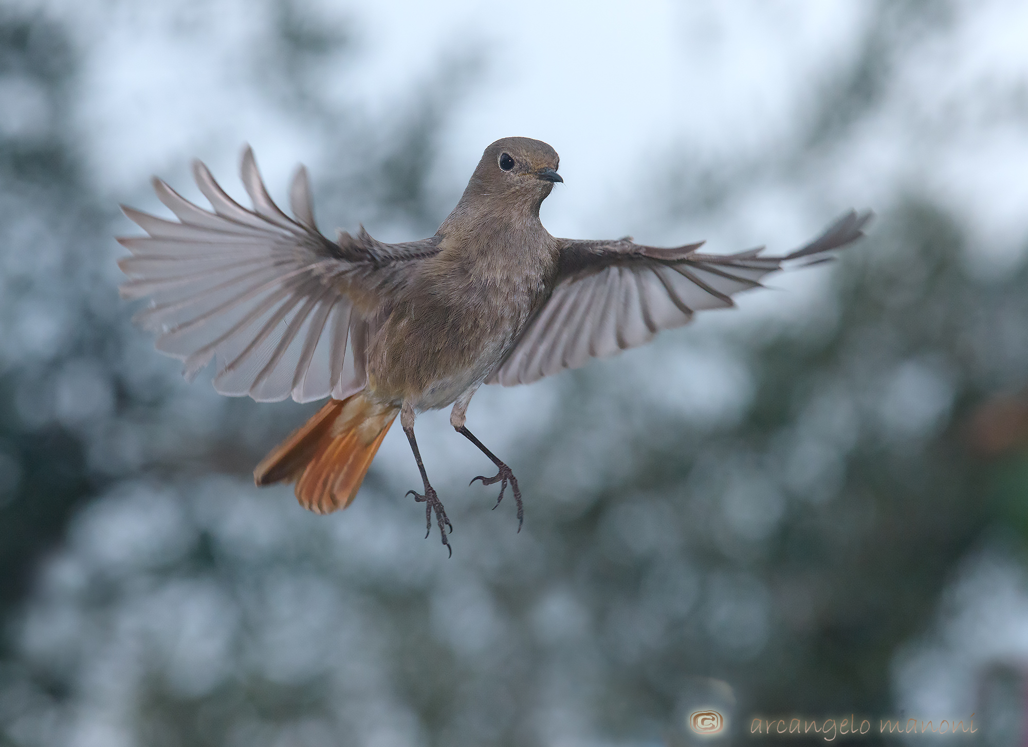 Quasi uno spirito santo