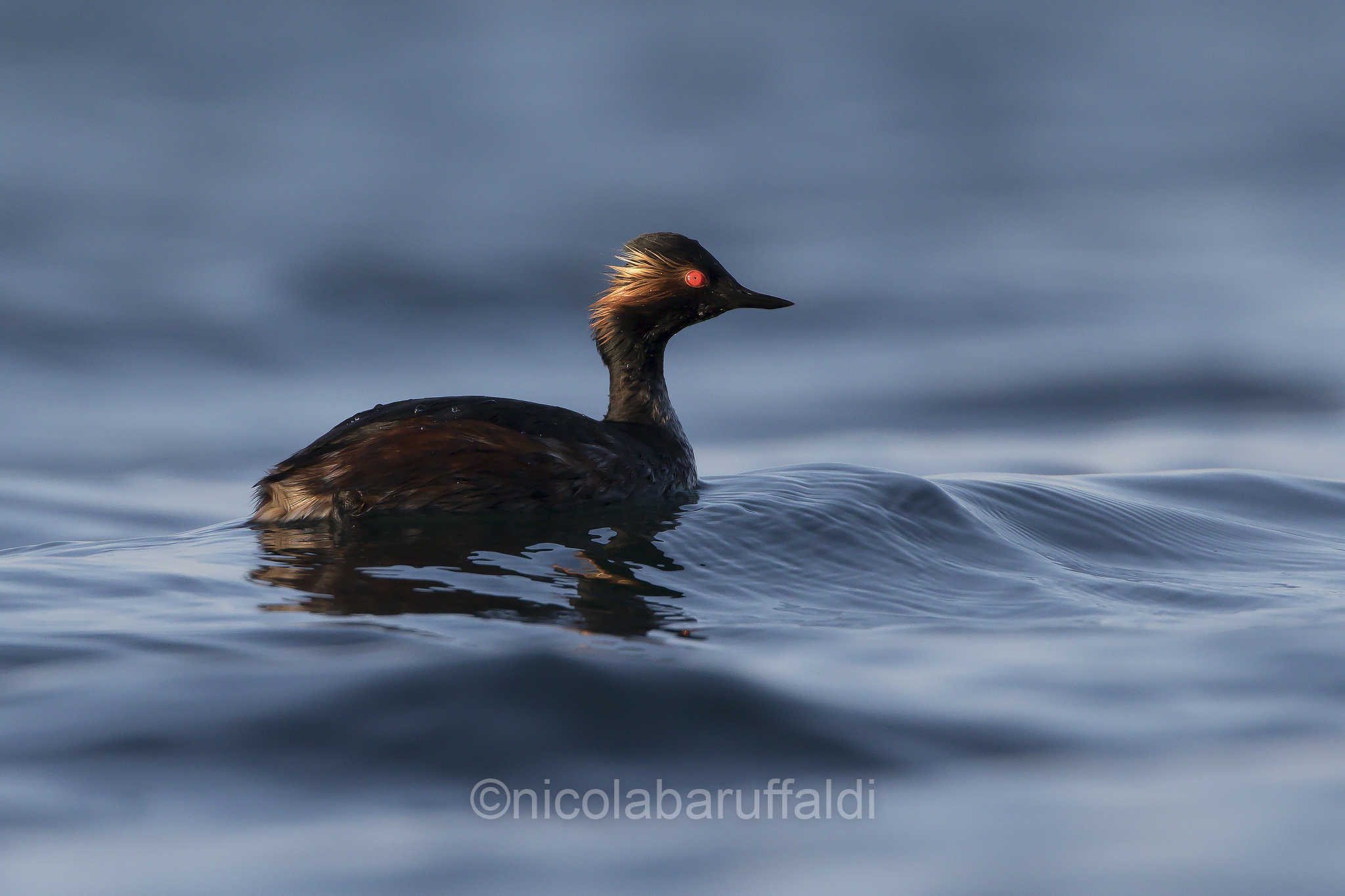 Black-necked Grebe