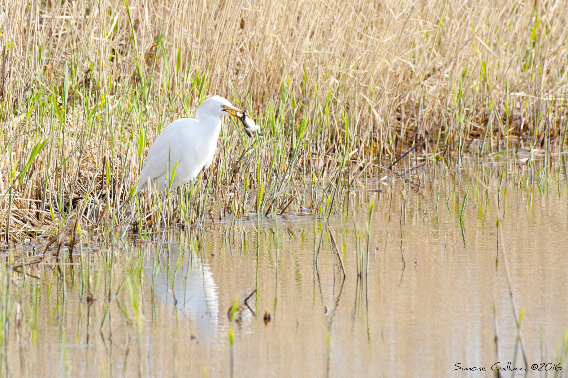Heron Egret with prey