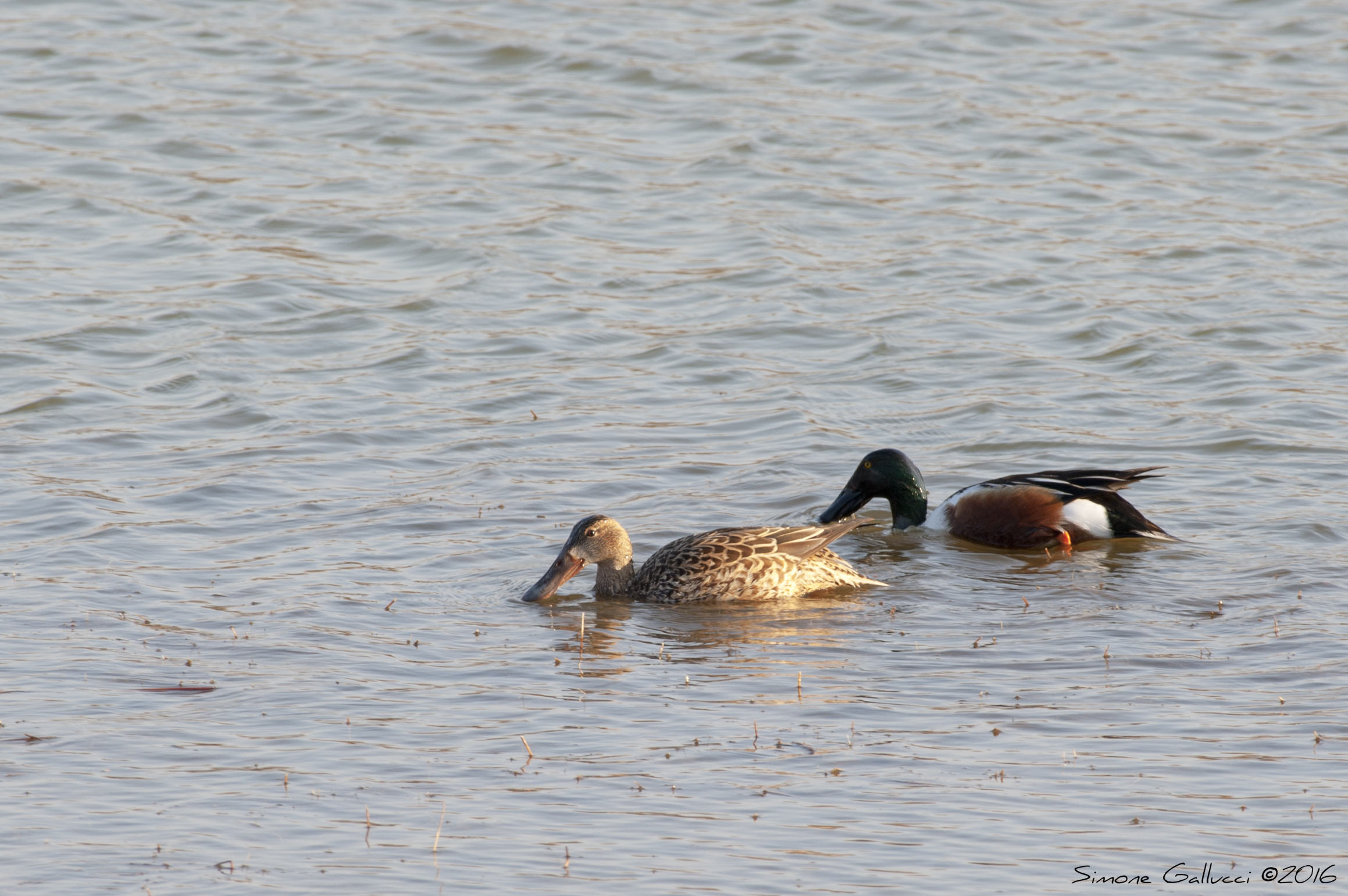 Shoveler (Male and Female)