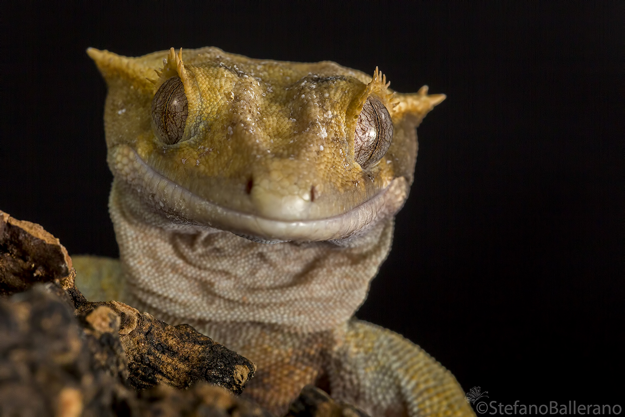 Correlophus ciliatus