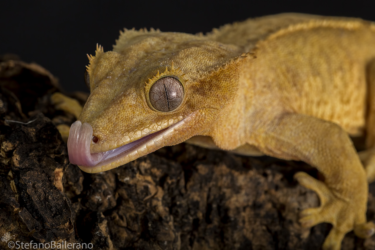 Correlophus ciliatus