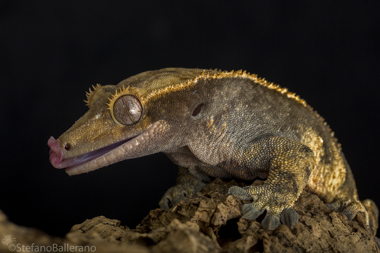 Correlophus ciliatus