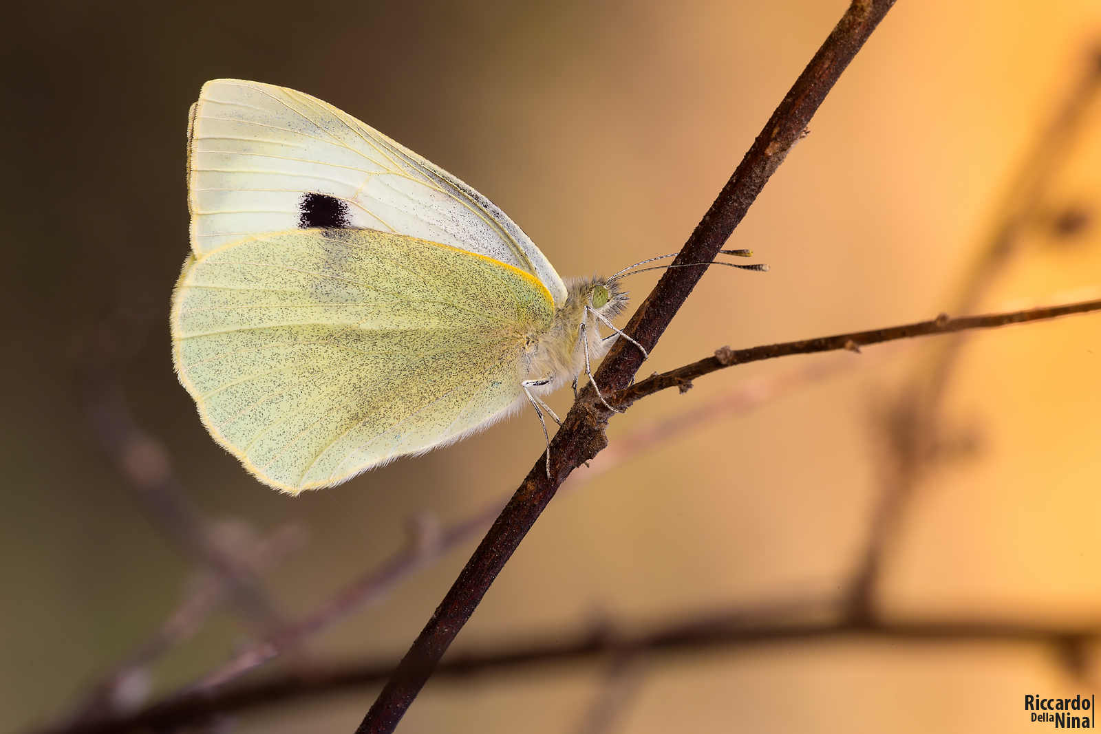 The cabbage! Pieris brassicae