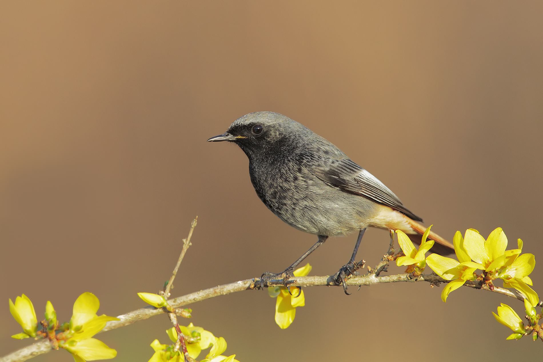 codirosso spazzacamino maschio...