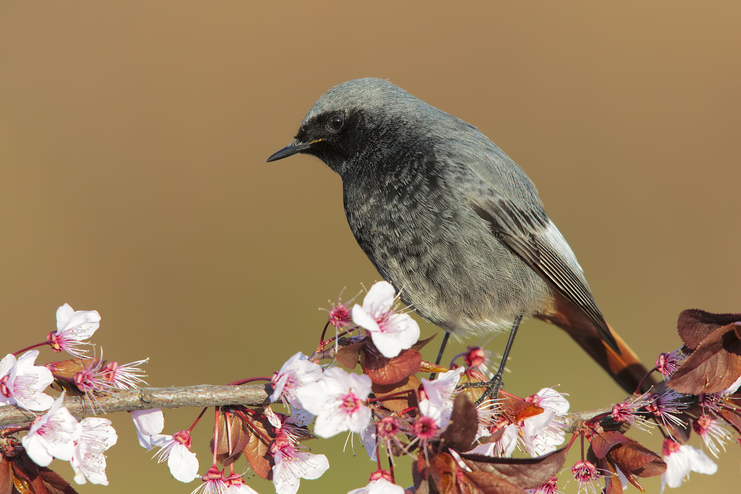 codirosso spazzacamino maschio2...