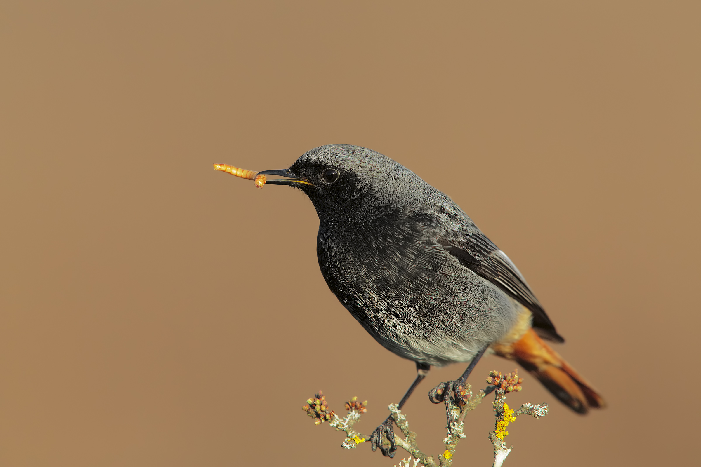 codirosso spazzacamino maschio3...