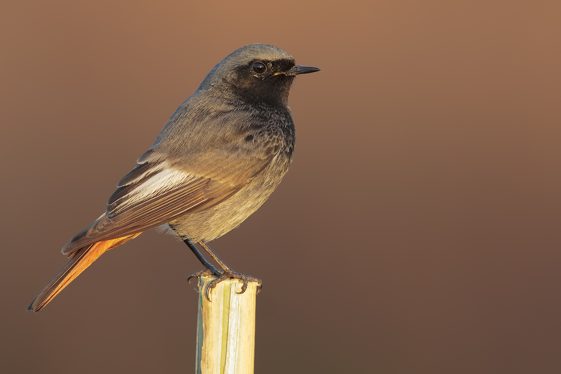 posatoio minimalista