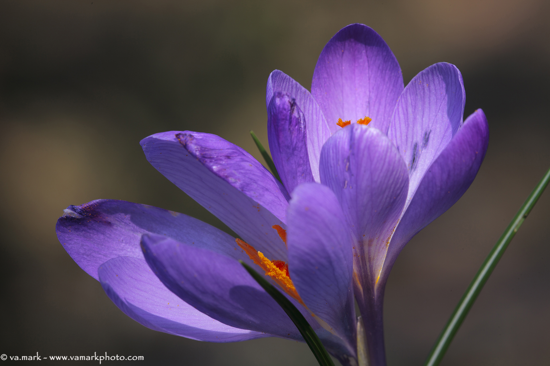 Crocus