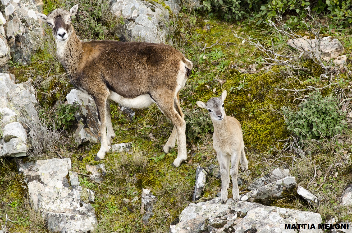 Mamma e piccolo - Muflone sardo - Ovis musimon