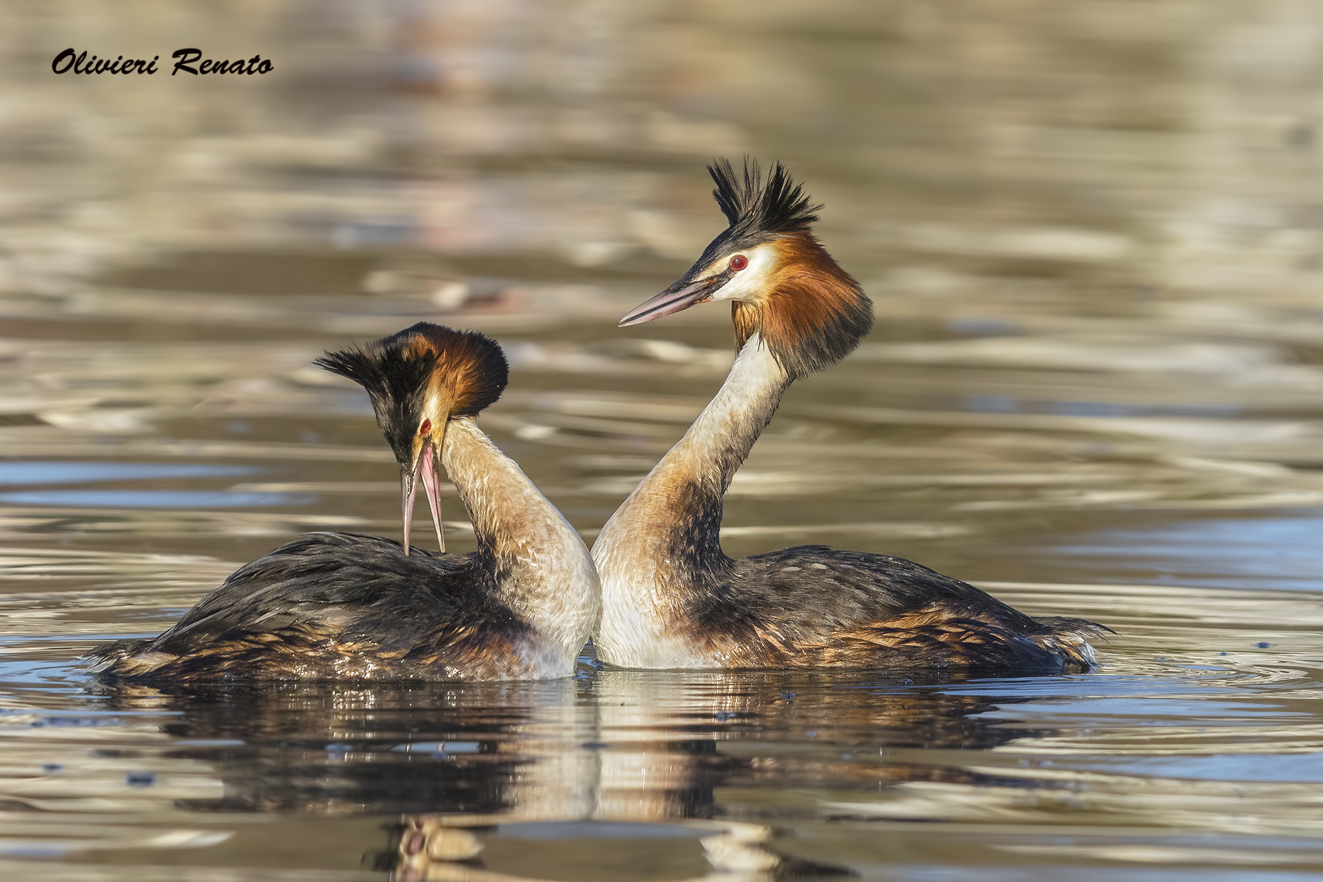 of Great Crested Grebe in the couple flirting