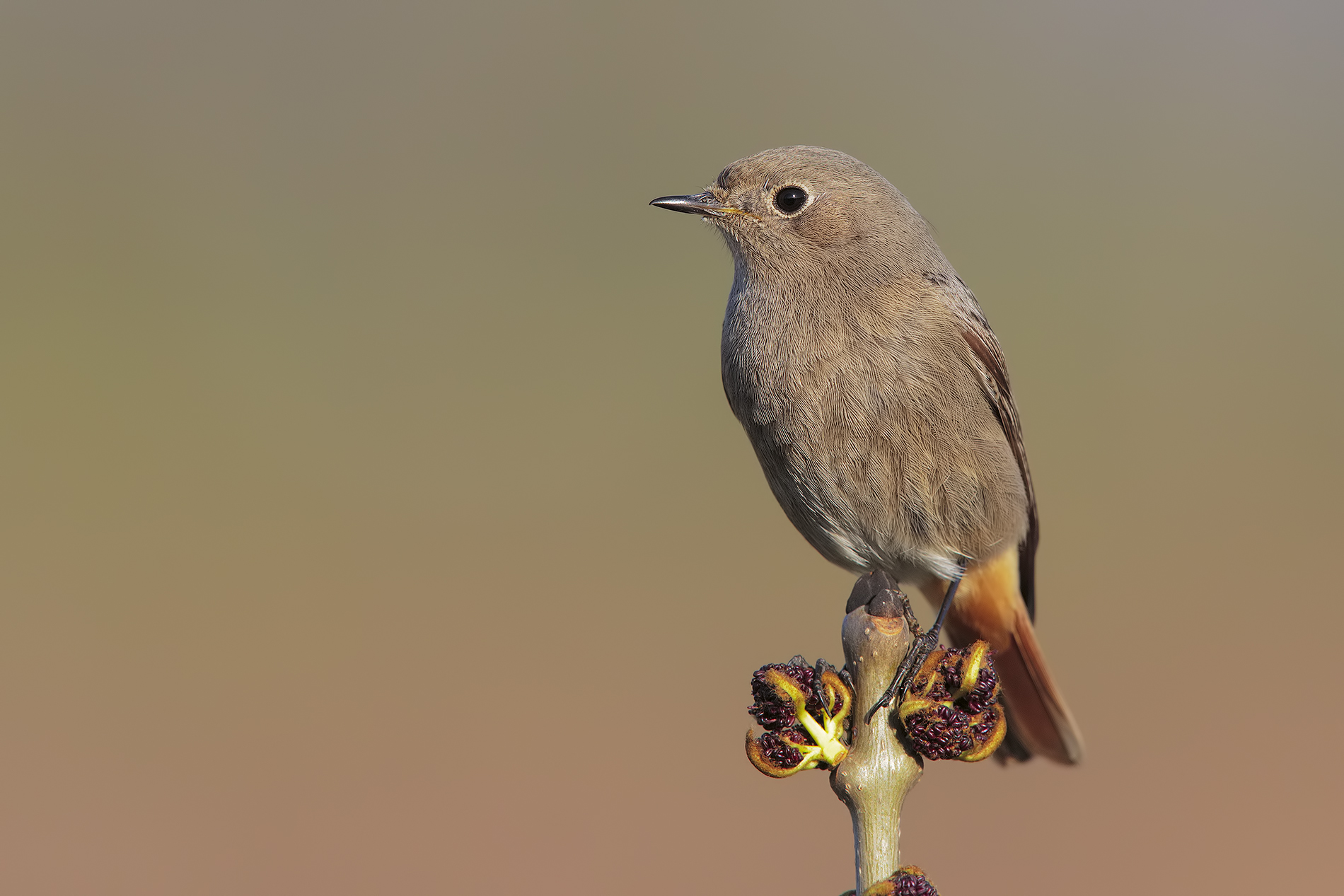 codirosso spazzacamino femmina