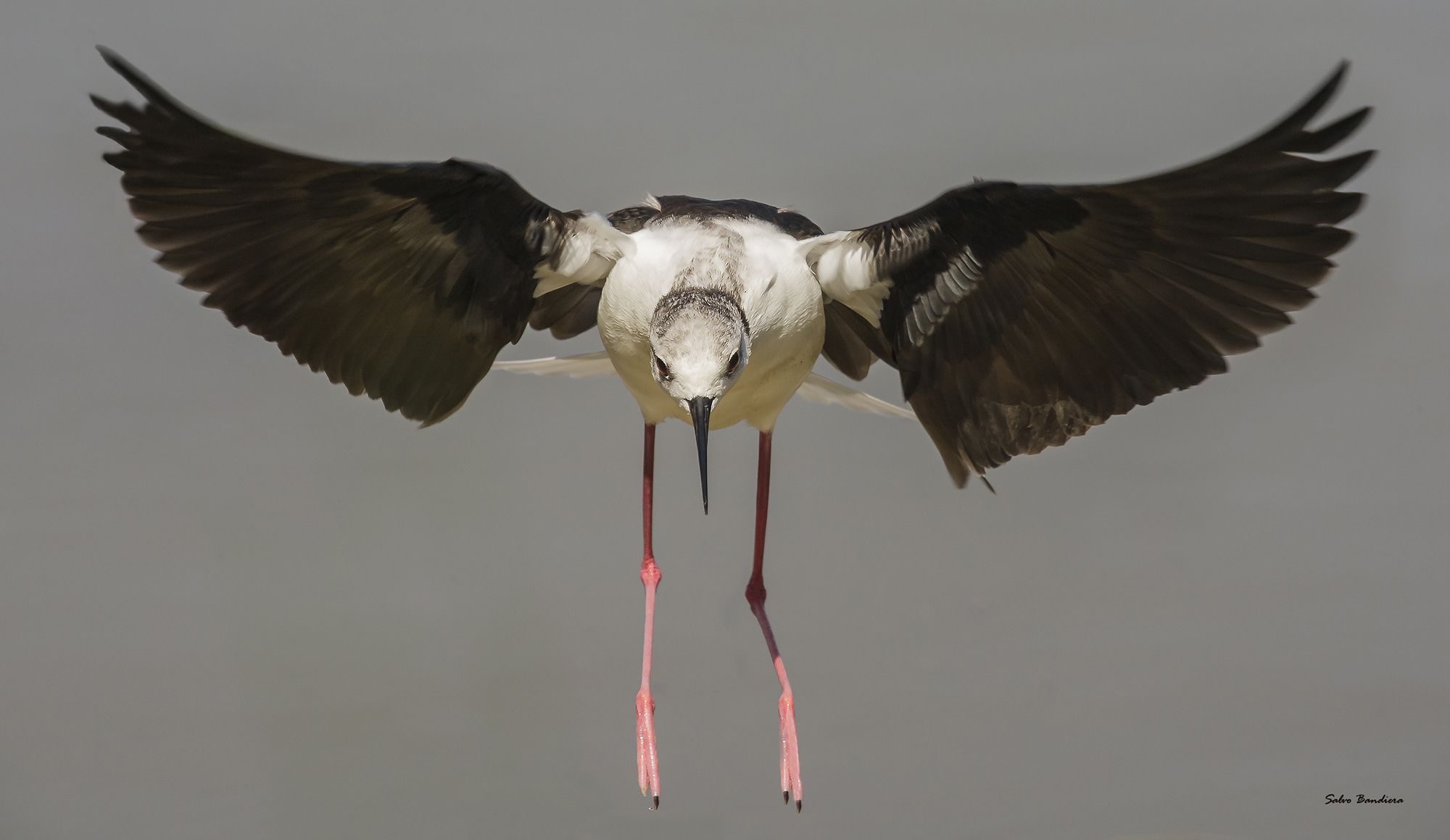 L'inchino del Cavaliere...