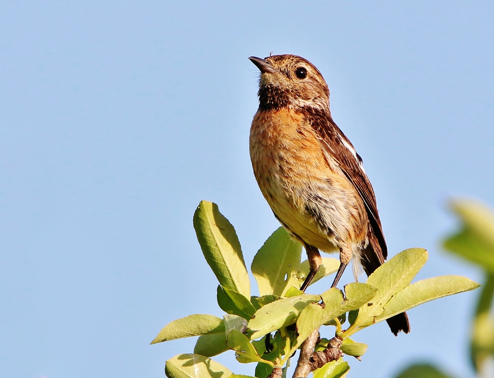 female Stonechat