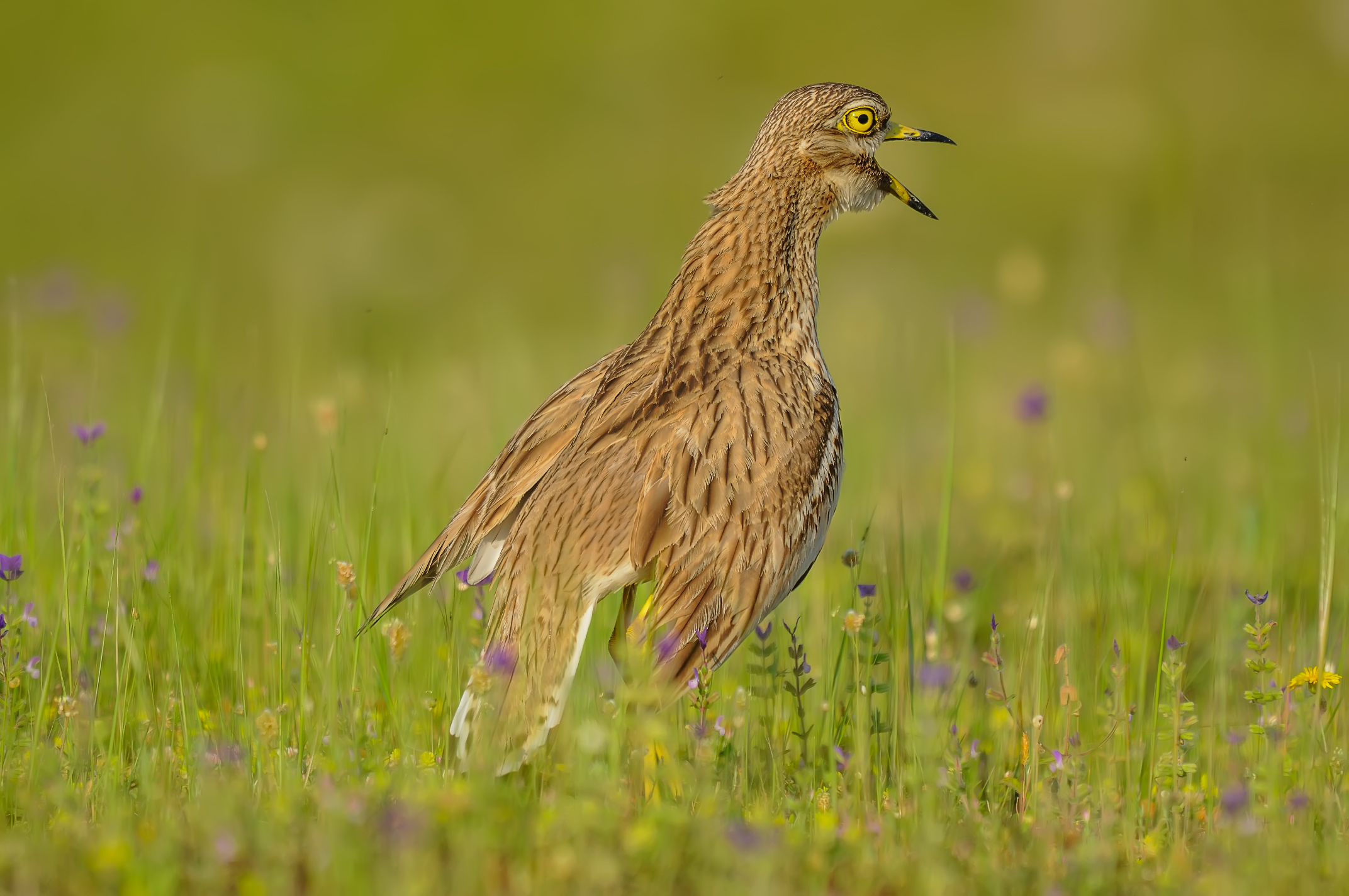 BURHINUS OEDICNEMUS / Burhinus oedicnemus