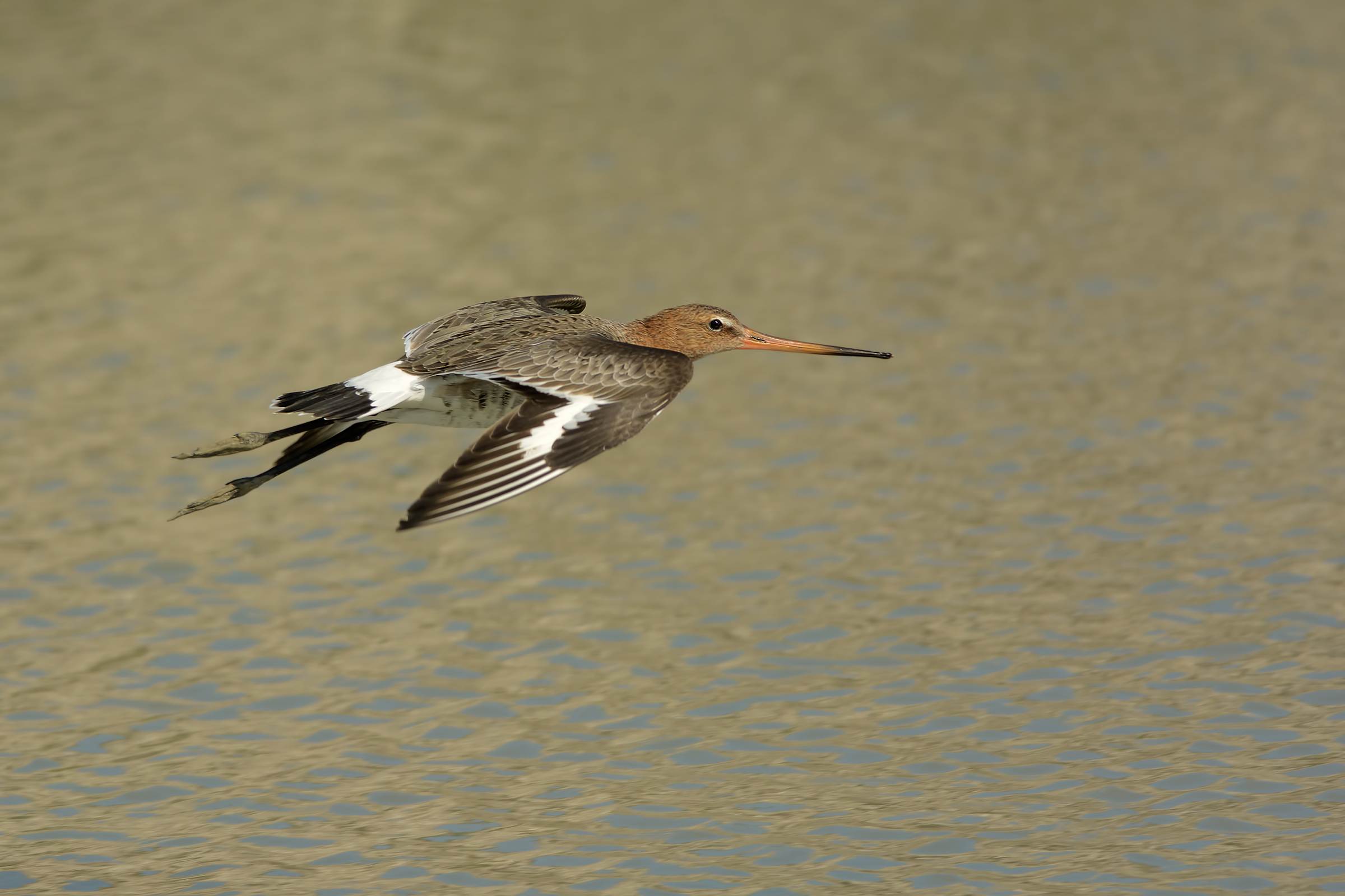 Black-tailed Godwit (Limosa limosa)