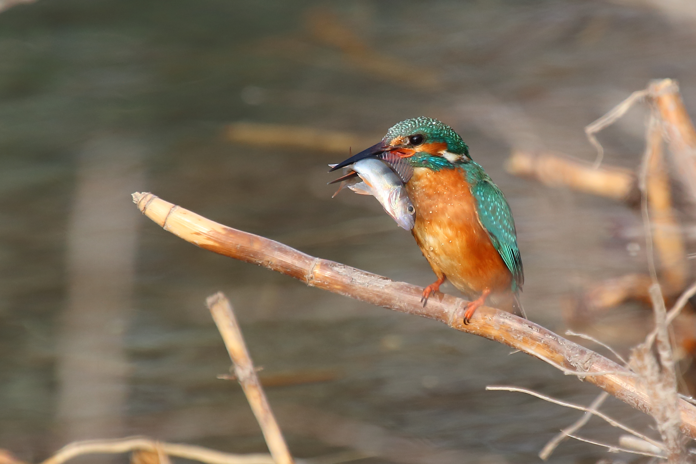 Kingfisher Lake Caldaro