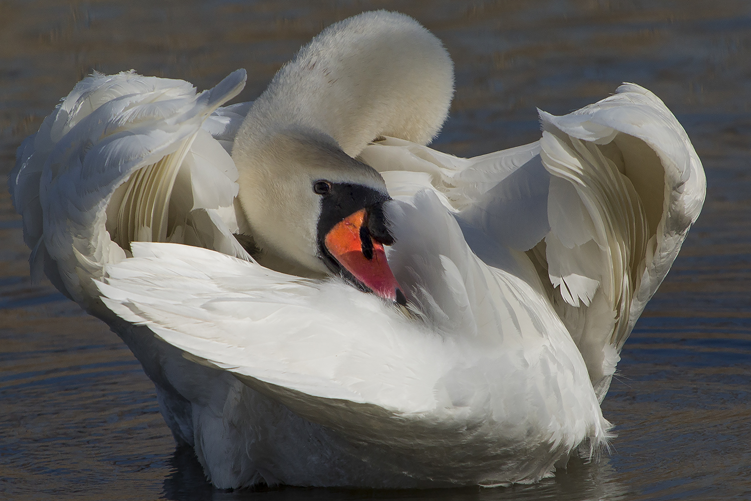 Royal contortionist Swan