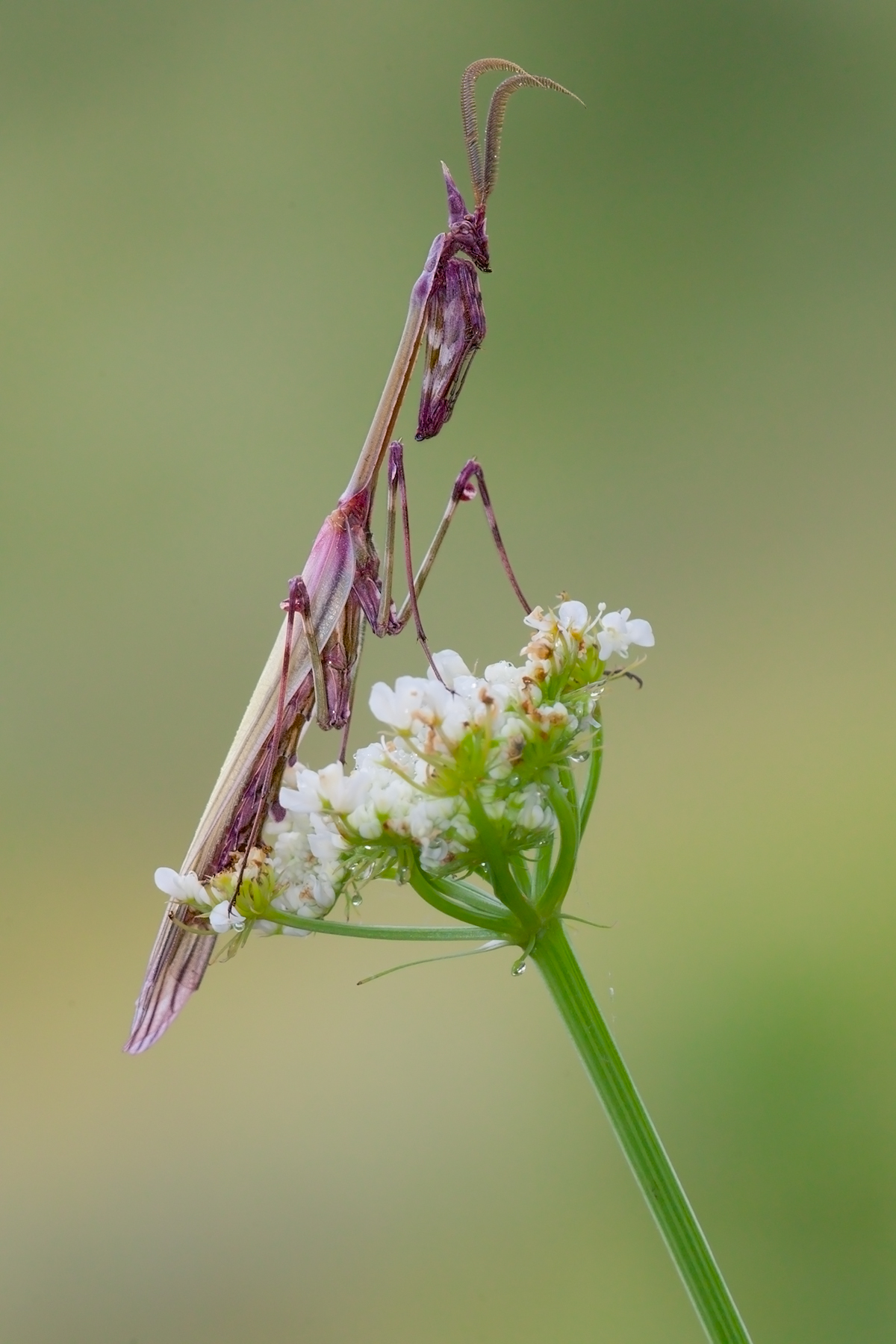 Empusa pennata