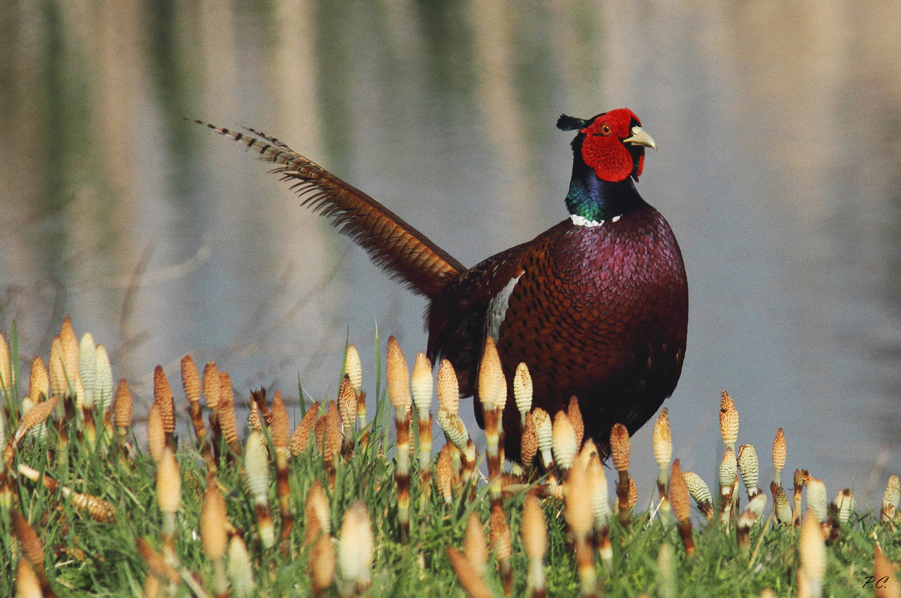 magie nell' equiseto