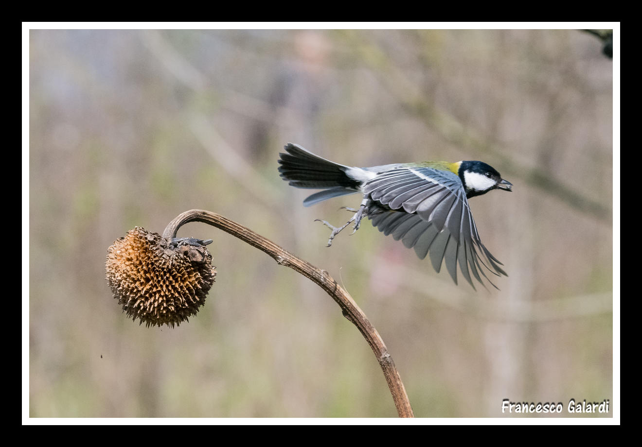 Cinciallegra che scappa