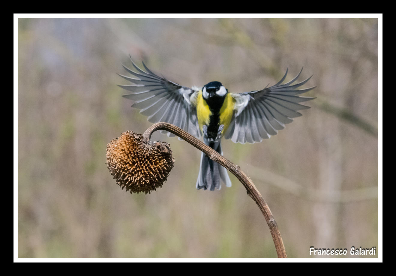 Cinciallegra in arrivo!