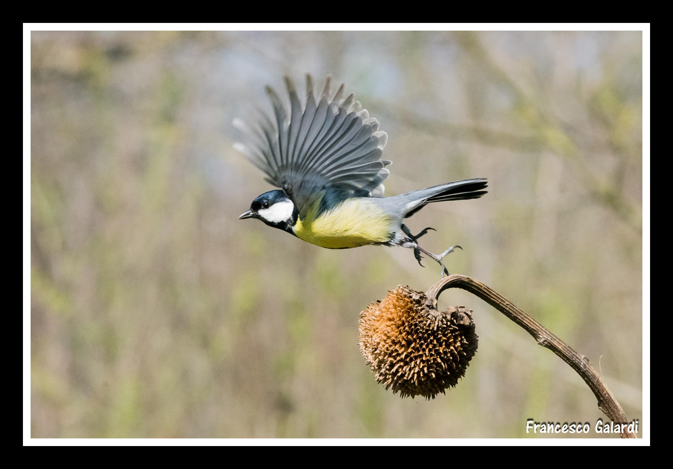 Cinciallegra in fuga!